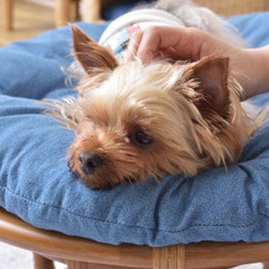 スツール ペットチェア 人も座れる ペット椅子 ペットスツール 椅子 チェア チェアー ペット イヌ ネコ 犬 猫 クッション ラタン 収納 ゆったり おしゃれ リビング アニマル いす イス ソファ ソファー ペットソファー ペットソファ おすすめ くつろぎ ブルー 青 青色 単色