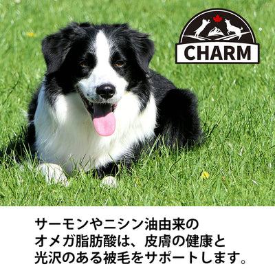 チャーム ラム＆サーモン ドッグ | CHARM チャーム ドッグフード ラム＆サーモンドッグ 正規品 犬 ドッグ 低アレルギー グレインフリー オメガ脂肪酸 泌尿器ケア Non-GMO原材料  穀物不使用 美味しい 高品質 筋肉 サポート