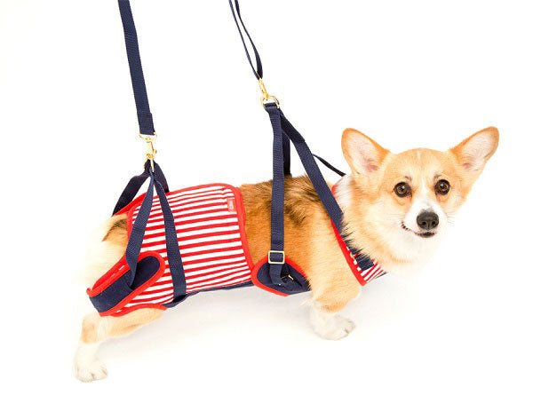 手乗りサイズのコーギーさん♪ 手乗りサイズのコーギーさん♪ 手乗りサイズのコーギーさん♪（7/16-