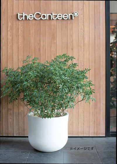 ガーデンポット S ガーデンポット ポット 鉢 植木鉢 プランターカバー 植物 おしゃれ カフェ風 ガーデニング かわいいフォルム ホワイト